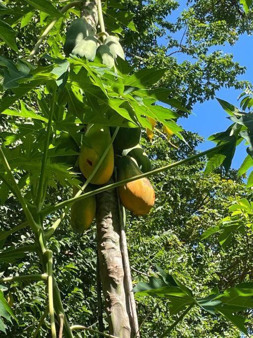 Magica Cabana En Medio Del Bosque En Isla Venado Βίλα Lepanto Εξωτερικό φωτογραφία